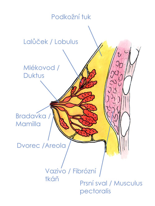 Anatomie prsu