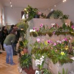 Výstava orchidejí v Jihočeském muzeu